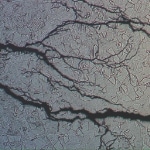 Stress corrosion cracking